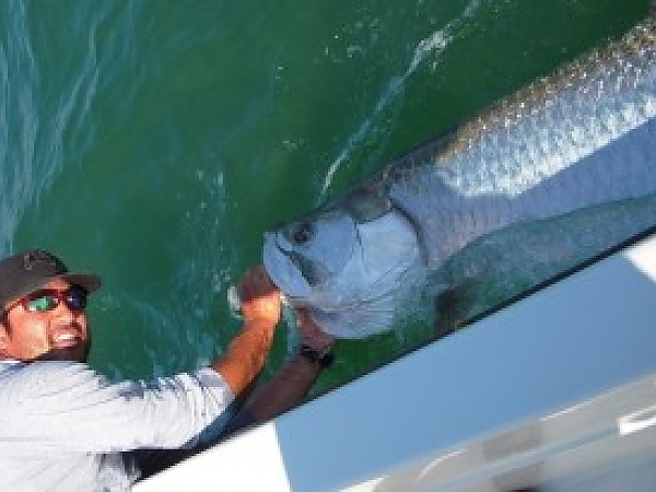 Tampa Bay Tarpon Still Available