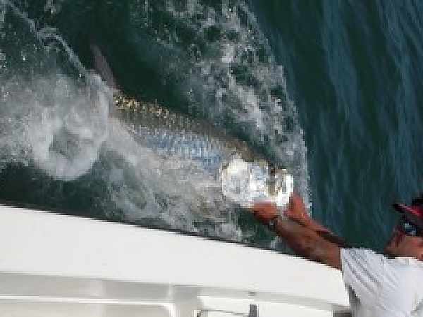 Tarpon Season is Here!