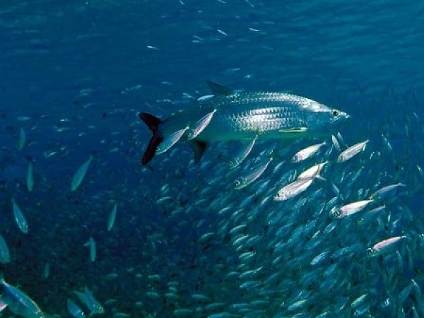 Spring Tarpon Fishing in Tampa